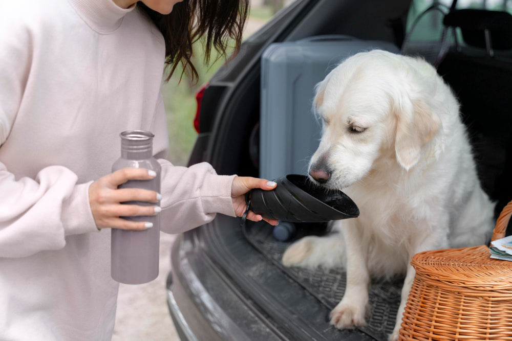 How to Hydrate a Dog