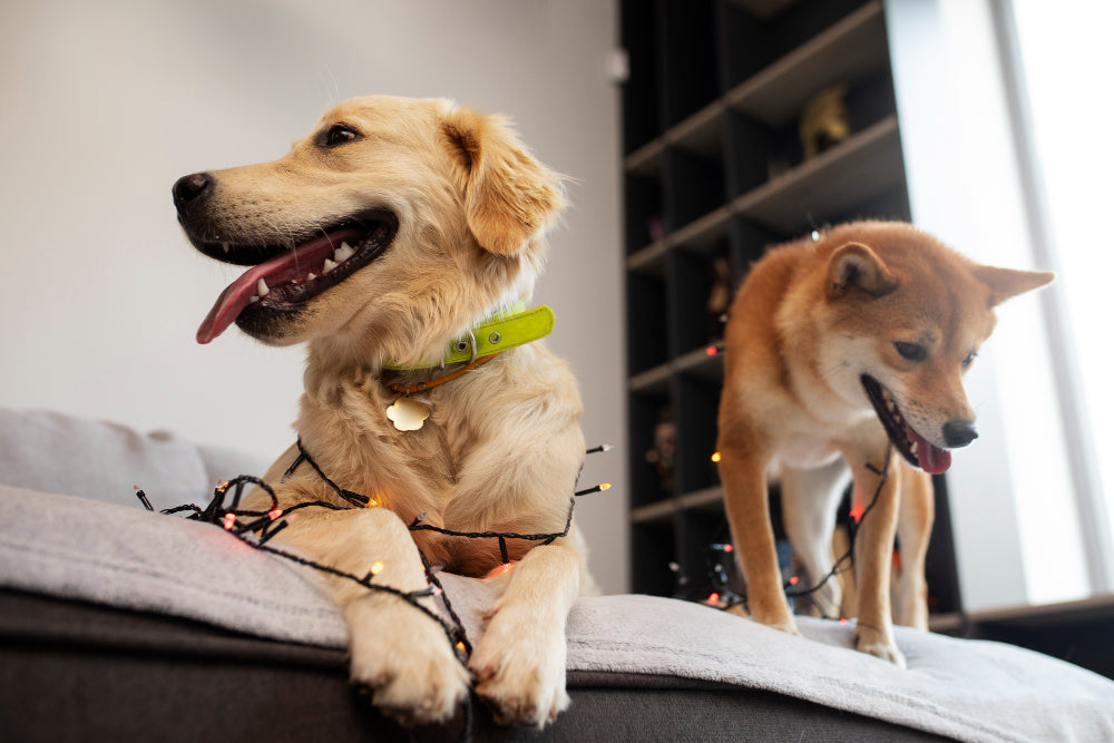 Is a Harness Better than a Collar for a Dog?
