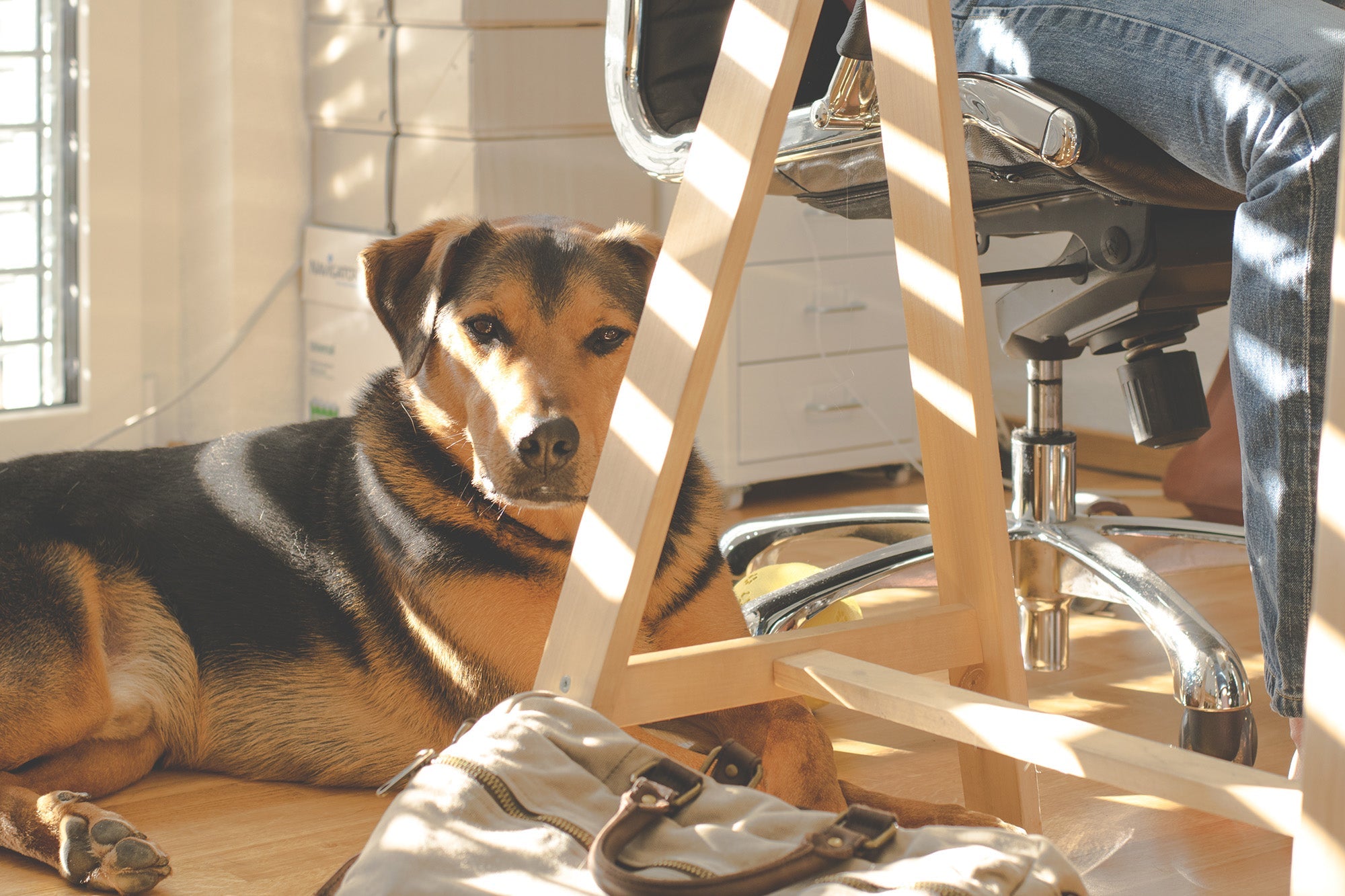 Get Ready For Take Your Dog To Work Day - June 21st