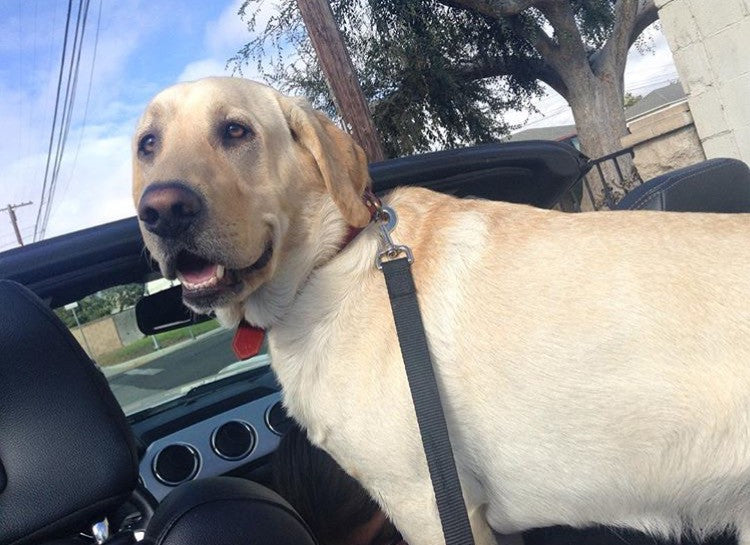 Dog Of The Week - February 23