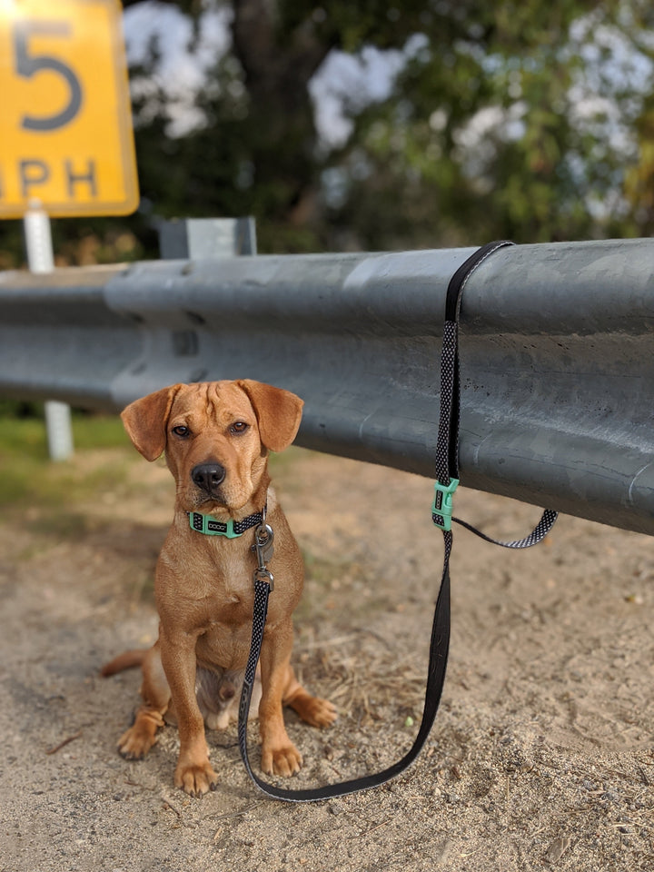 Clip-It Dog Leash