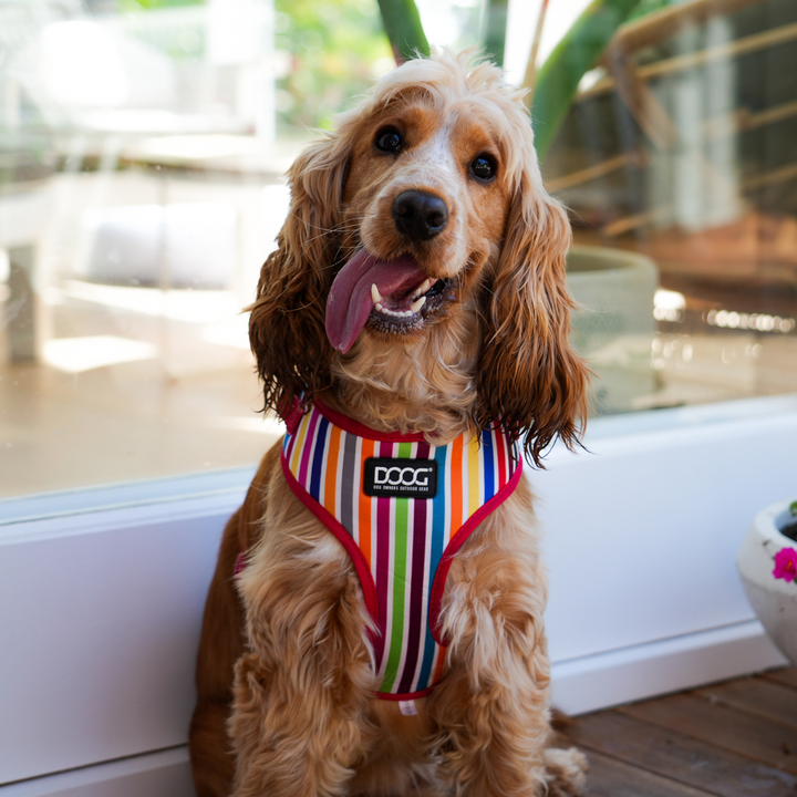 Neoflex Harness