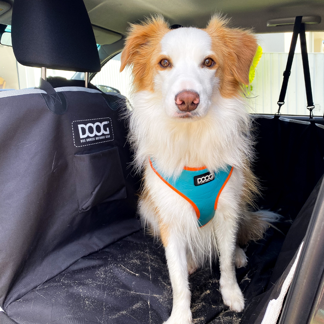 Neoflex Harness