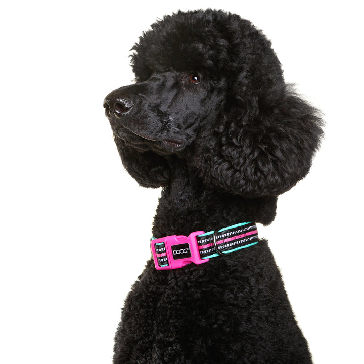 Neoprene Dog Collar