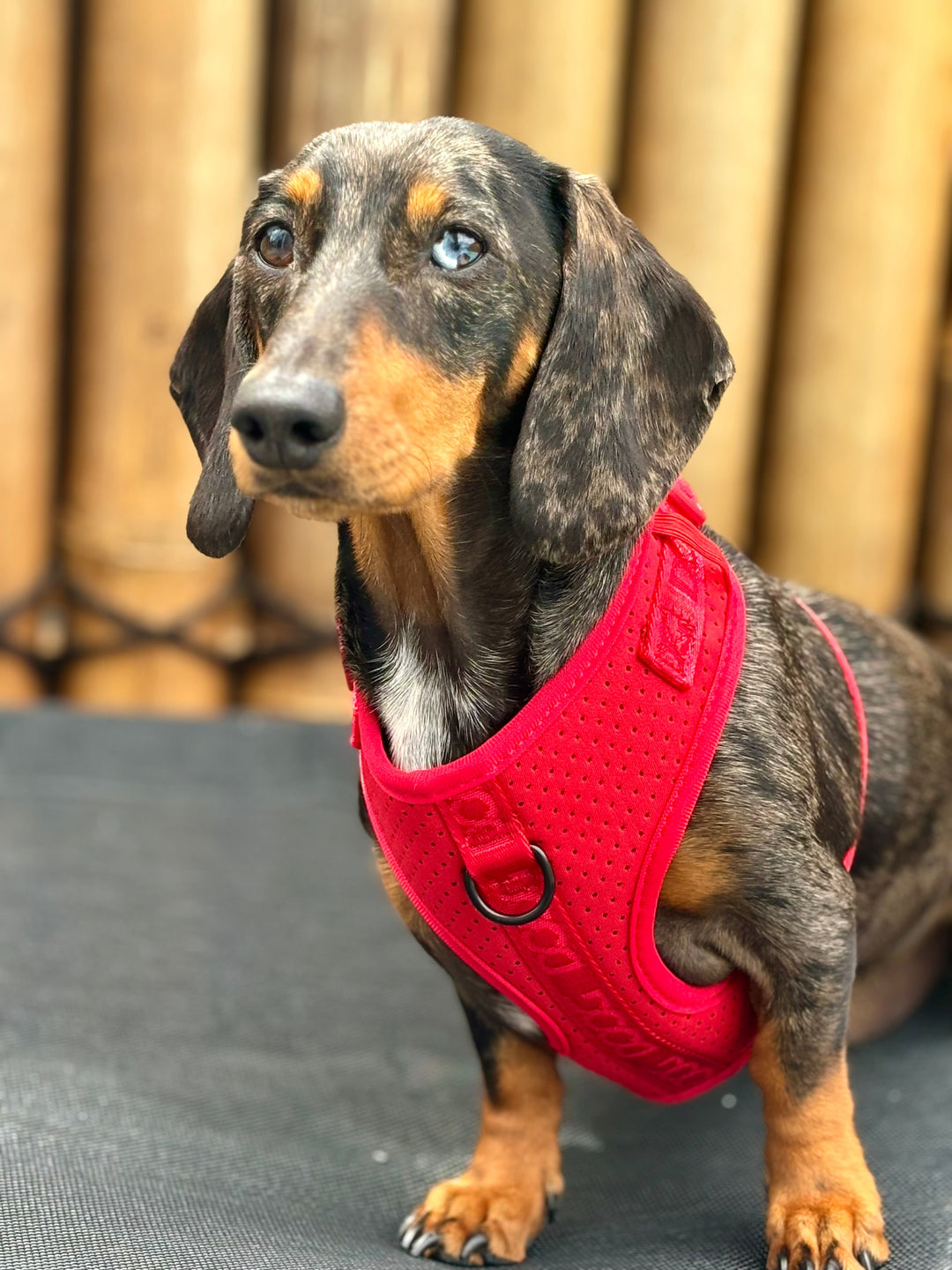 Neosport Harness