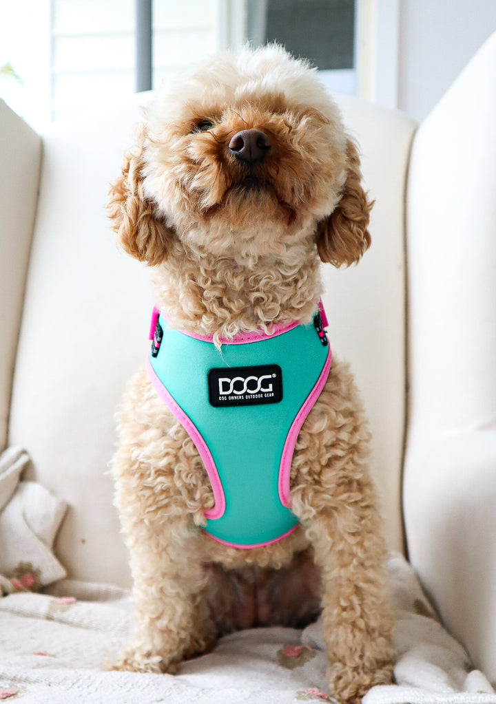 Neoflex Harness