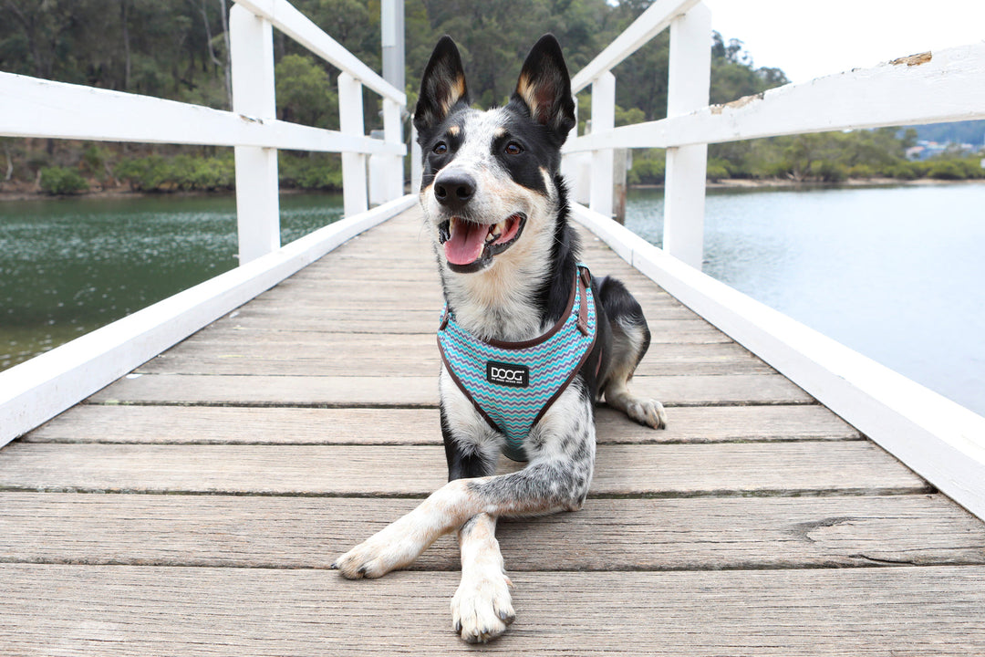 Neoflex Harness