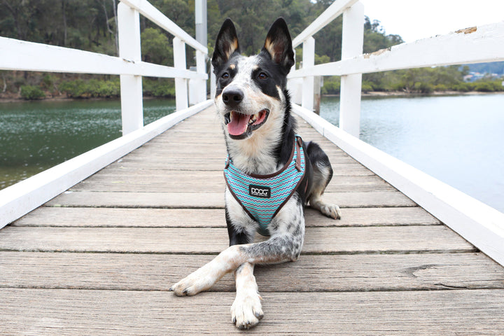 Neoflex Harness