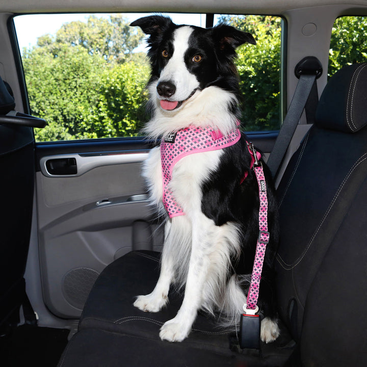 Neoflex Harness