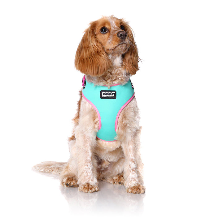 Neoflex Harness