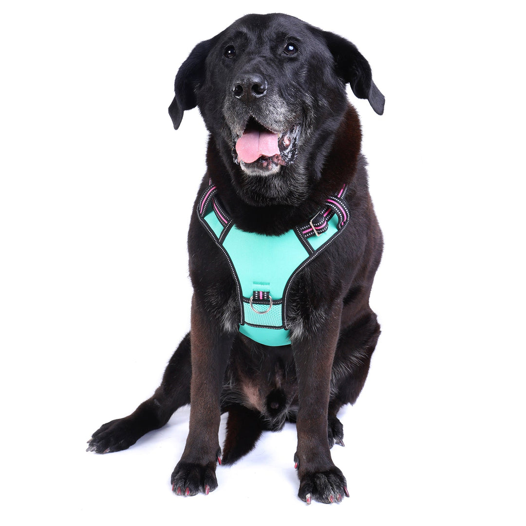 Neotech Harness