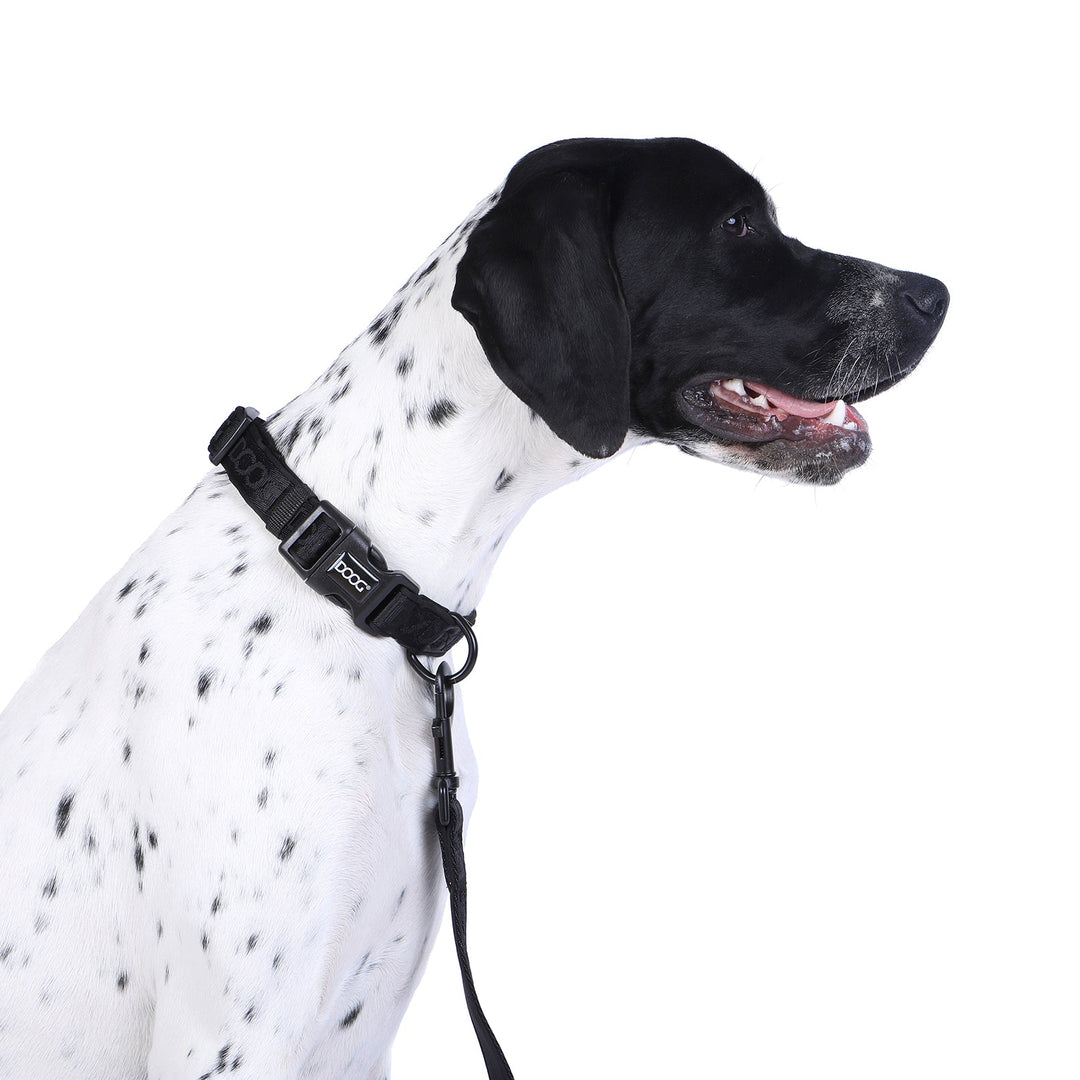 Neoprene Dog Collar