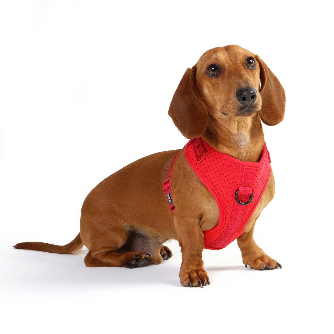 Neosport Harness