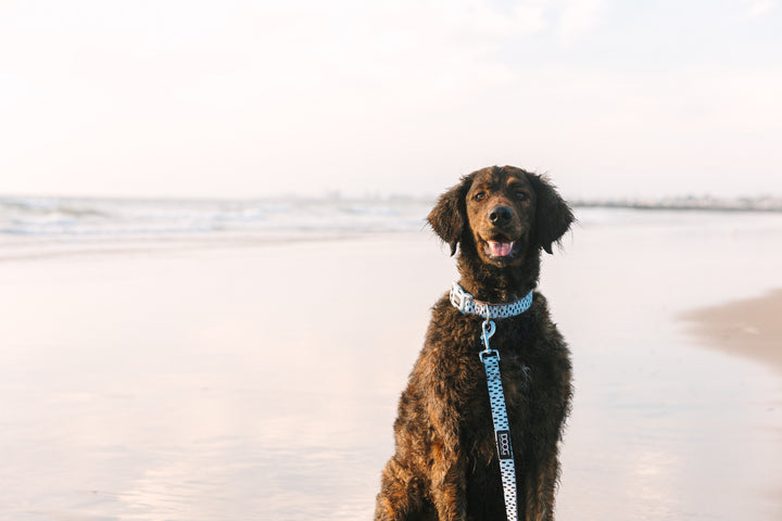Neoprene Dog Collar