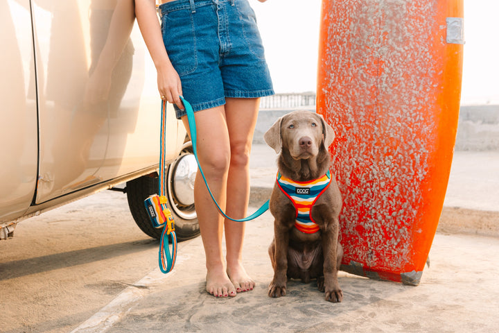 Clip-It Dog Leash