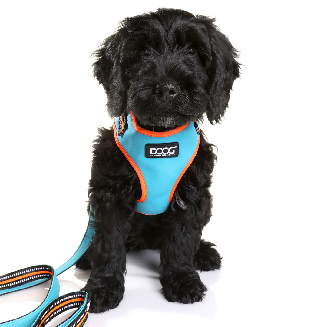 Neoflex Harness