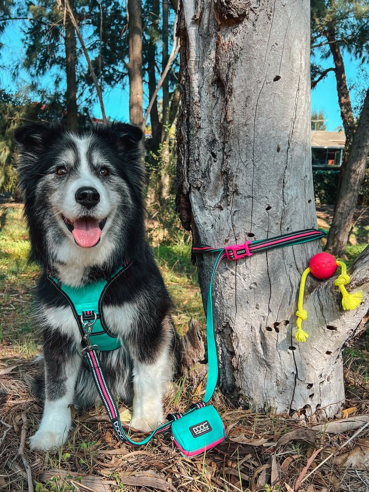 Clip-It Dog Leash