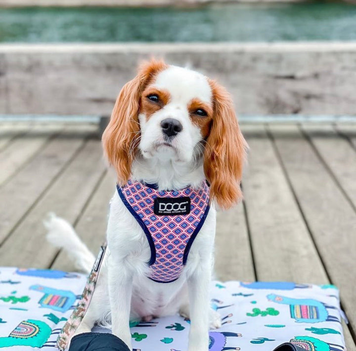 Neoflex Harness