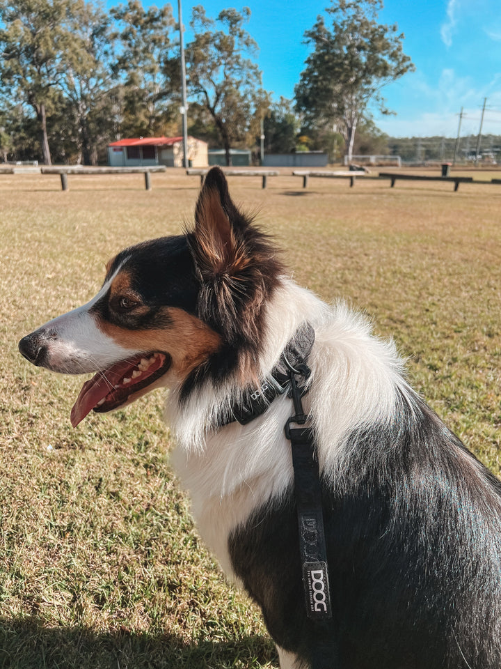Neoprene Dog Leash