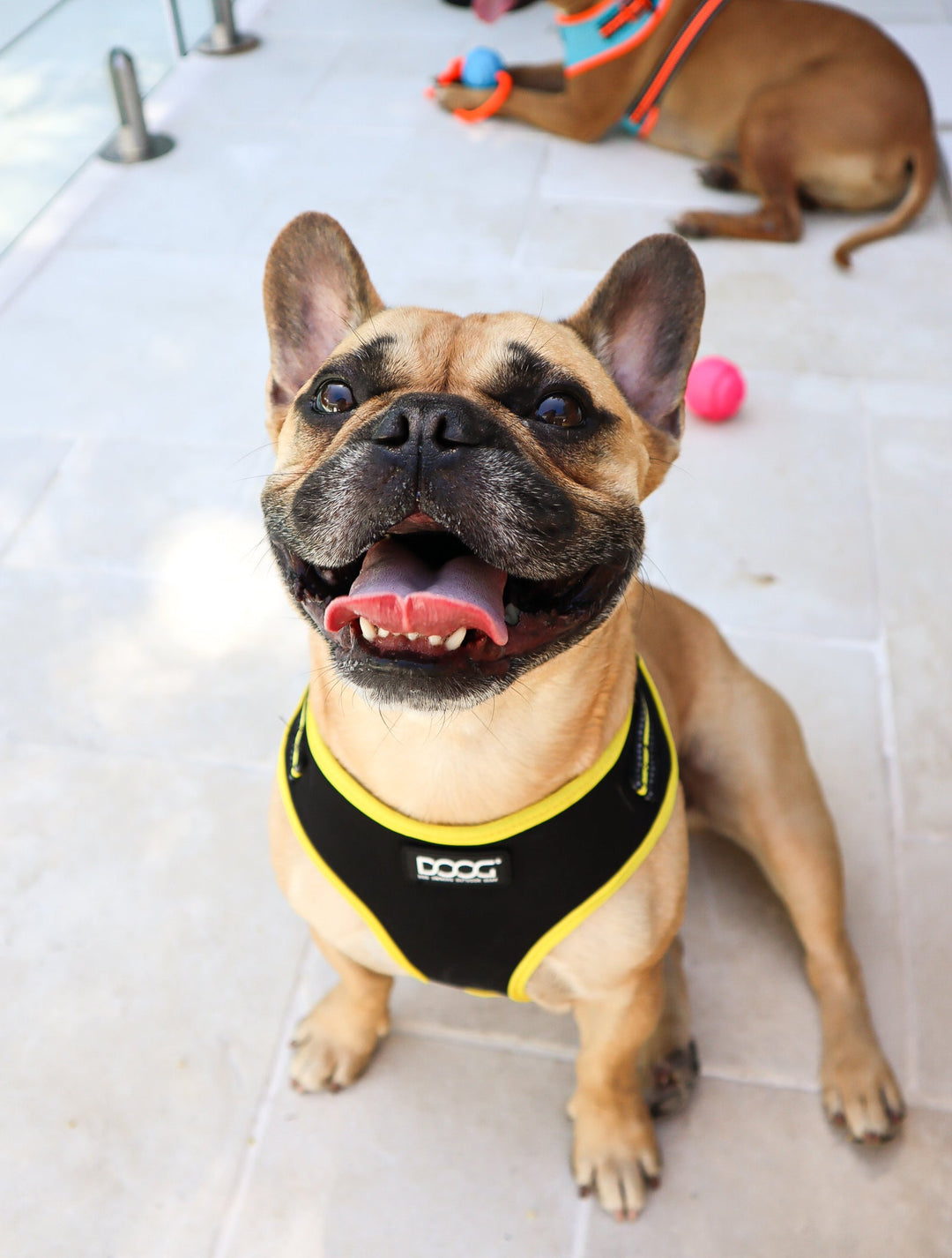 Neoflex Harness