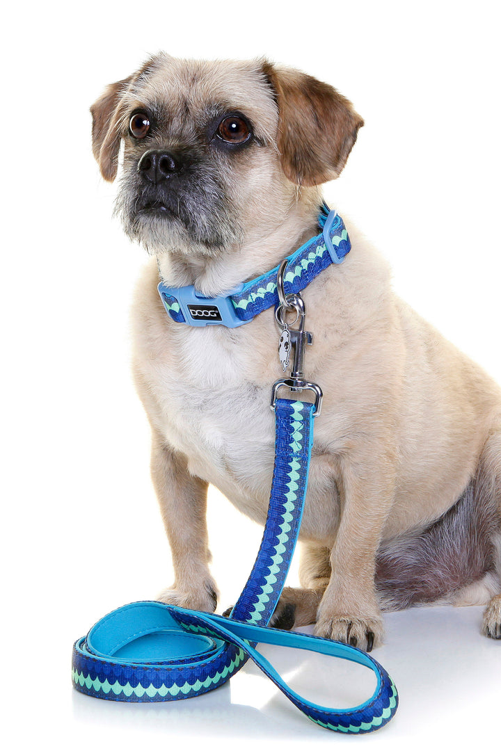 Neoprene Dog Collar