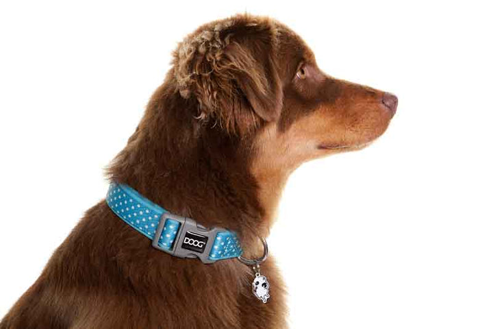 Neoprene Dog Collar