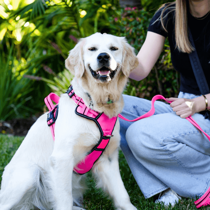 Neotech Harness