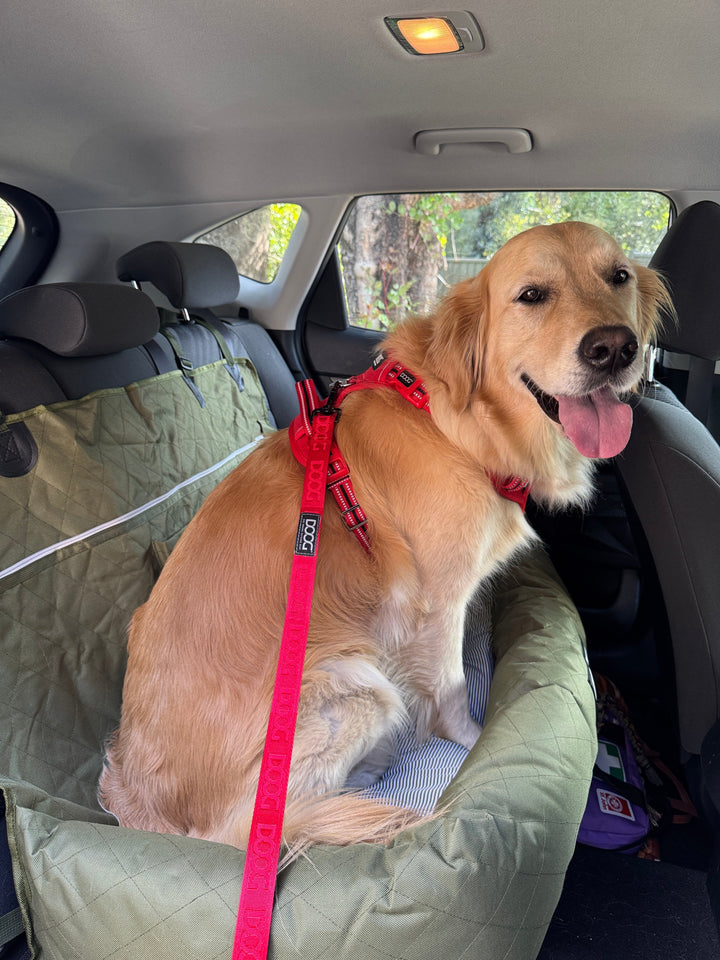 Clip-It Dog Leash