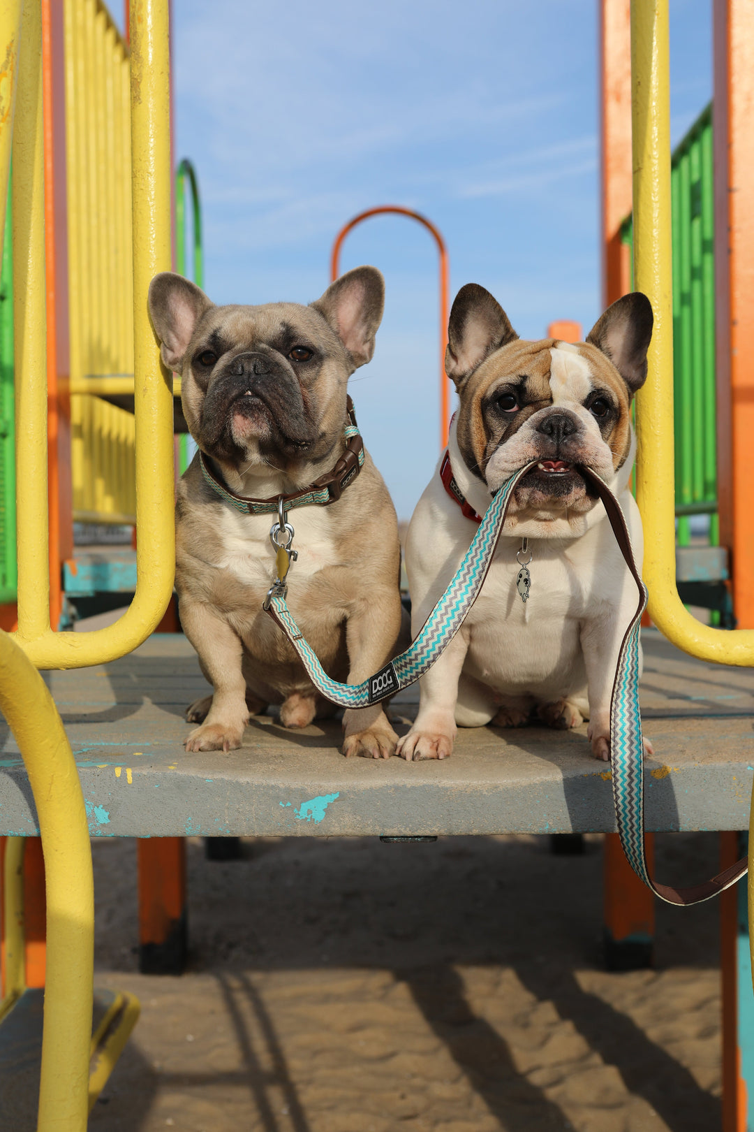 Neoprene Dog Leash