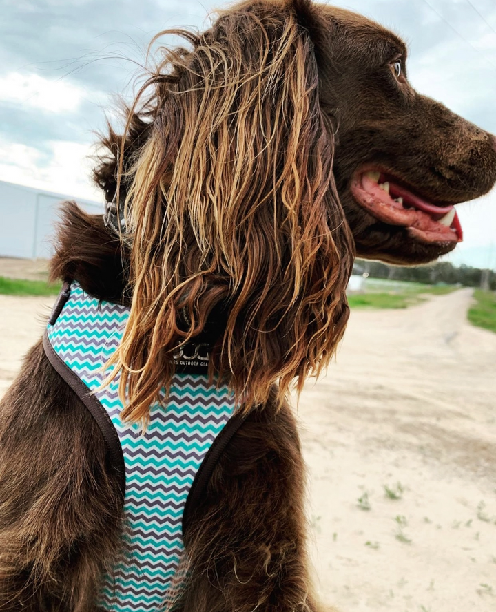 Neoflex Harness