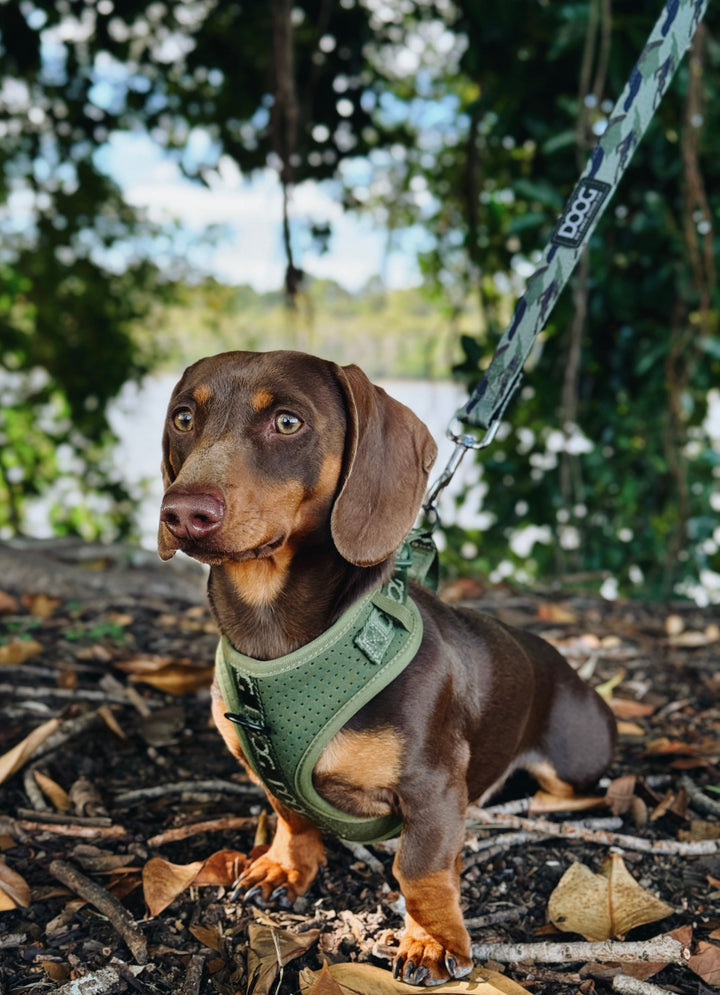 Neoprene Dog Leash